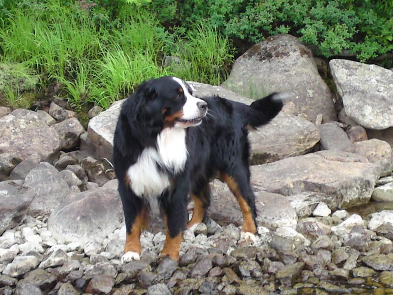Pihaa 037