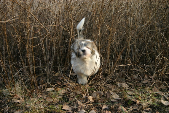 Mocca_028