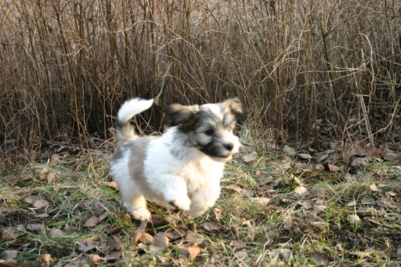 Mocca_030